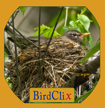 <Breeding Robin bird in a nest>