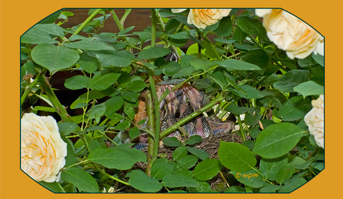 <Barely visible Robin bird's nest in a rose bush>