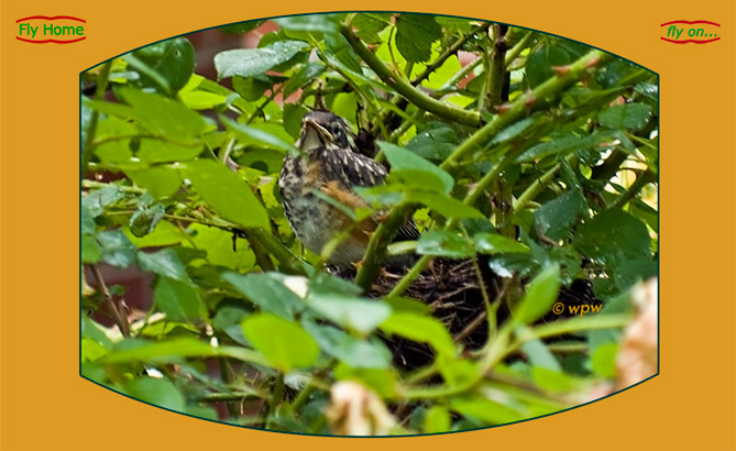 <An almost ready to fledge omega Robin chick in the rose bush nest>