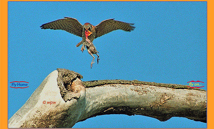 Image of kestrel with baby Robin closing in on nest