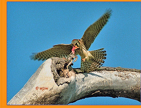 Image of kestrel maneuvering the catch into the nest cavity