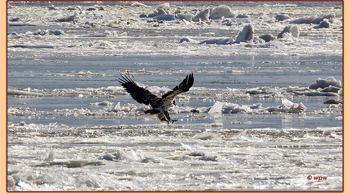 <Photo by Wolf Peter Weber of a juvenileBald Eagle on ice covering the Hudson River>
