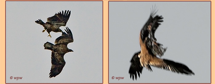 <2 more images by Wolf Peter Weber, showing adolescent Bald Eagles performing rumble-tumble acrobatics in the sky>