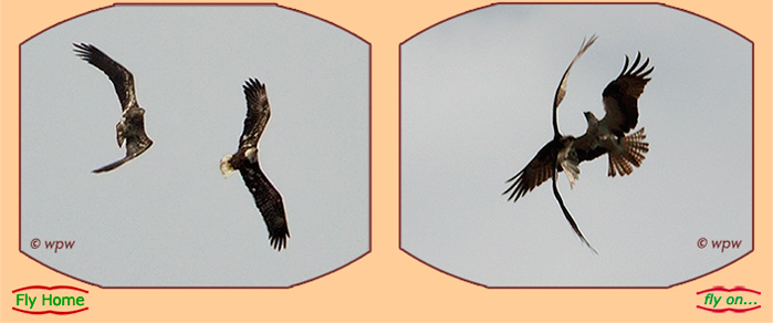 <2 pictures by Wolf Peter Weber, showing an adolescent and adult Bald Eagle performing a rumble-tumble in the sky>