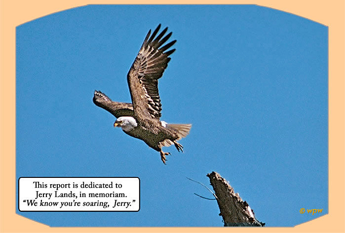 <Photograph by Wolf Peter Weber of a Bald Eagle taking off of its tree stump perch>