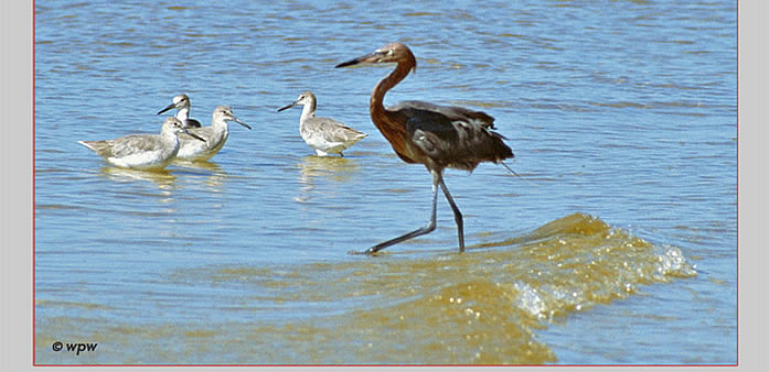 <On this page we get 3 images by Wolf Peter Weber of Reddish Egrets around Bunche Beach, San Carlos Bay. Top ia a male adult. Middle a juvenile. Bottom a splendid adult male in breeding plumage.>