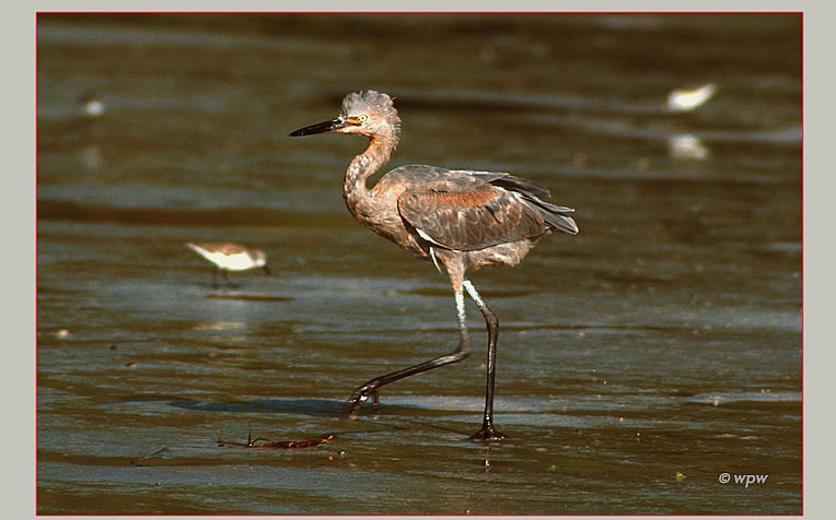 Picture of a juvenile Reddish Egret in the Bunche Beach flats