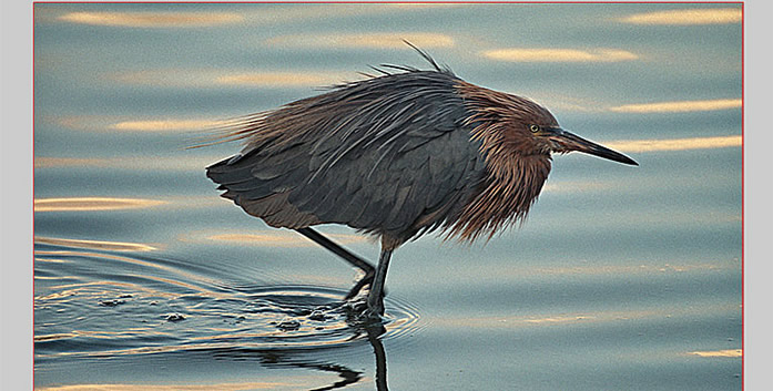A male Reddish Egret at the Bunche Beach shore, in 
breeding splendor