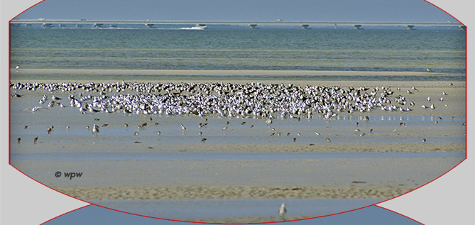 Birds at Bunche Beach, mainly Terns and Black Skimmers