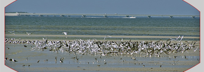 Birds at Bunche Beach, mainly Terns and Black Skimmers, getting agitated