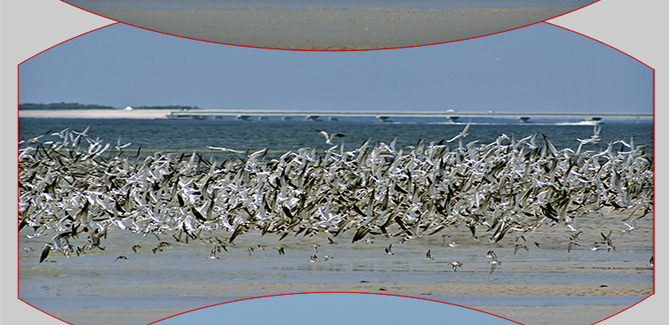 Birds at Bunche Beach, mainly Terns and Black Skimmers, taking to the air