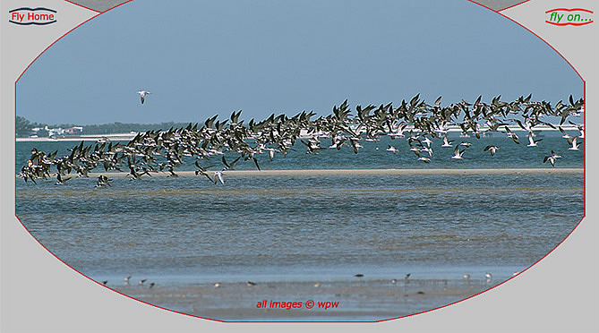 Birds at Bunche Beach, mainly Terns and Black Skimmers, now in flight
