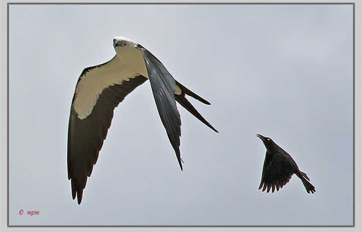 <Picture  by Wolf Peter Weber of a male nestrobber crow trying to keep a nestrobber swallow-tail kite at bay from its nest>