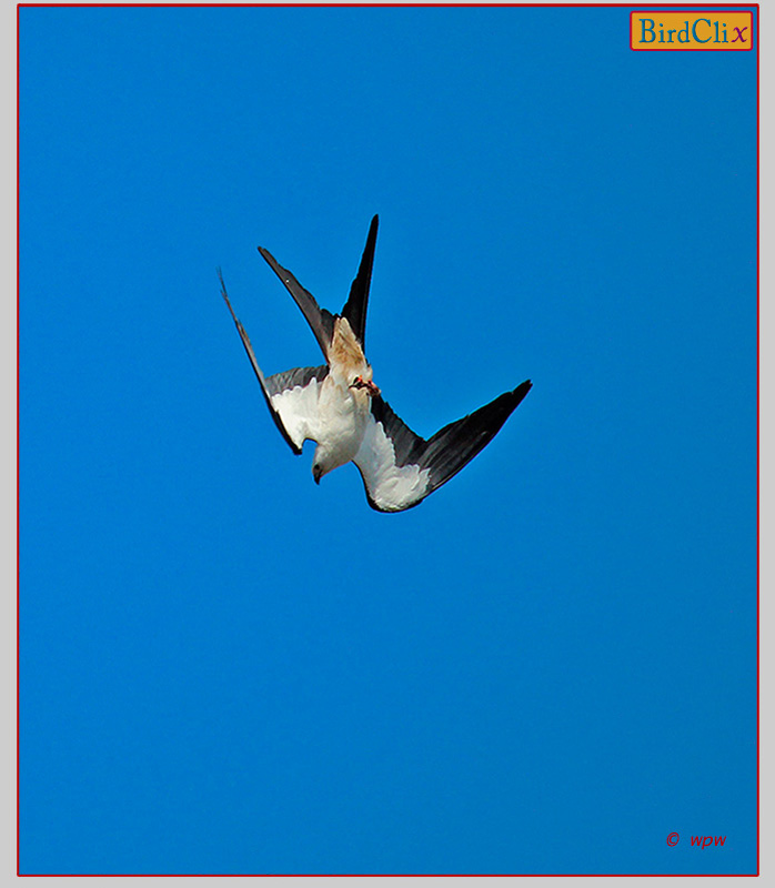 <Picture by Wolf P. Weber of a Swallow-tailed kite in nosedive mode, grasping part of a catch  in its talons.>