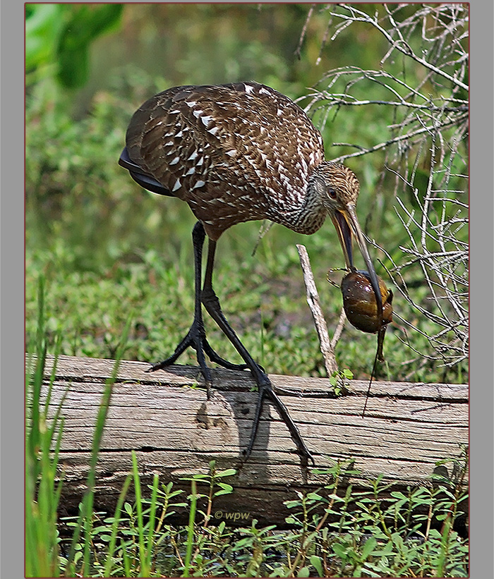<medium close-up photo by Wolf P. Weber of a Limpkin with a very large apple snail in its beak.>