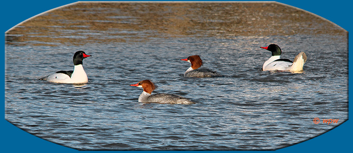 <Image by &copy; Wolf Peter Weber of 2 pairs of Common Mergansers on the Hudson River>
