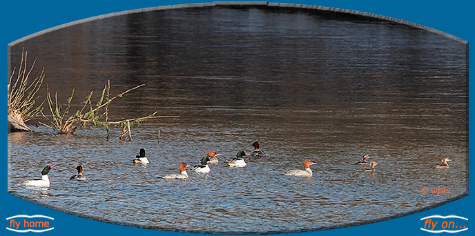 <Large image by &copy; Wolf Peter Weber of a flock of Common Mergansers with 3 juveniles on the Housatonic River>