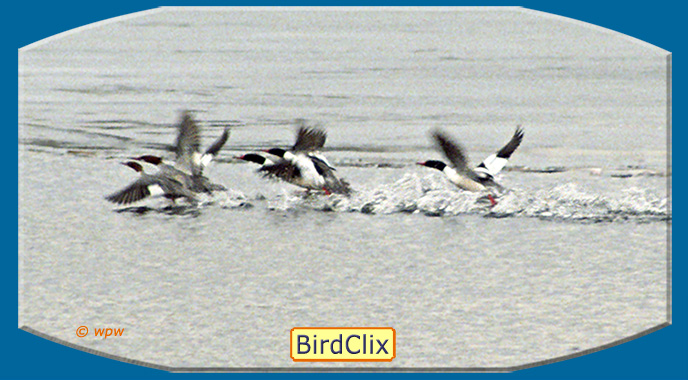<mage by &copy; Wolf Peter Weber of half a dozen male Common Mergansers taking off>