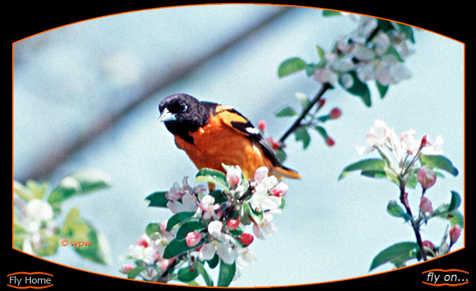 <Photograph by Wolf Peter Weber of a male Northern Oriole on a branch of Crabapple, spring colors>