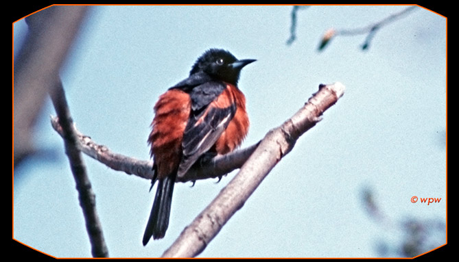 <Male Orchard Oriole on a perch.>