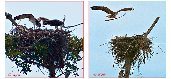 <2 pictures of different natural Osprey nests on top of trees with busy ospreys.>