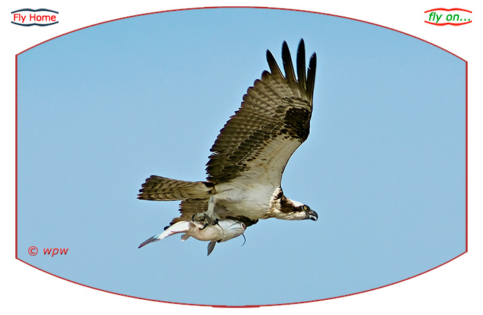 <Close picture of an Osprey in flight clenching a large fish catch.>