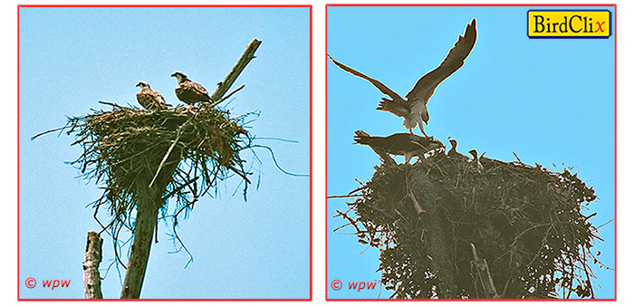 <2 images of different natural Osprey nests with on trees with osprey parents and hatchlings.>