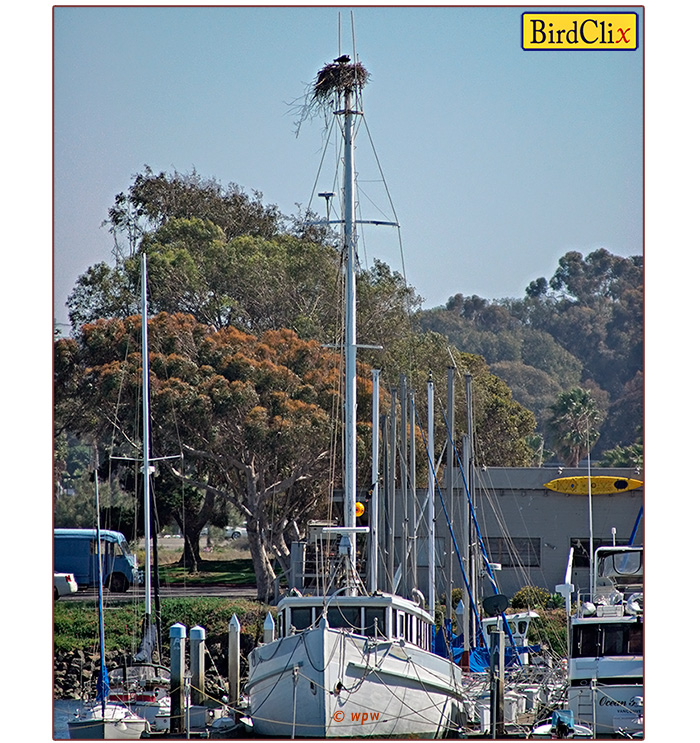 <Large image of a large boat in the harbor of San Diego's Mission Bay with an osprey nest all the way on top of a tall mast>