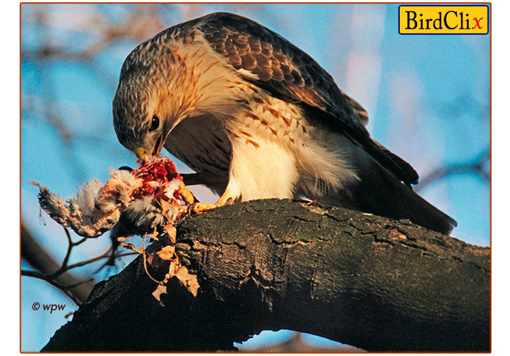 <Image by Wolf Peter Weber of First Love, female Red-tail hawk, with a fresh kill delivered to her by Pale Male on a tree branch>