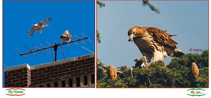 <Photos by Wolf Peter Weber: Bottom left, from April 3, 2011, was Pale Male after a mating with Lima on a 5th Ave. antenna. Bottom right: Blue, First Love&rsquo;s replacement, was plucking a typical pigeon meal>