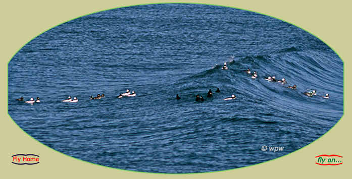 <A flock of more than a dozen Bufflehead Ducks negotiating a swell just off Sachuest Point, RI>