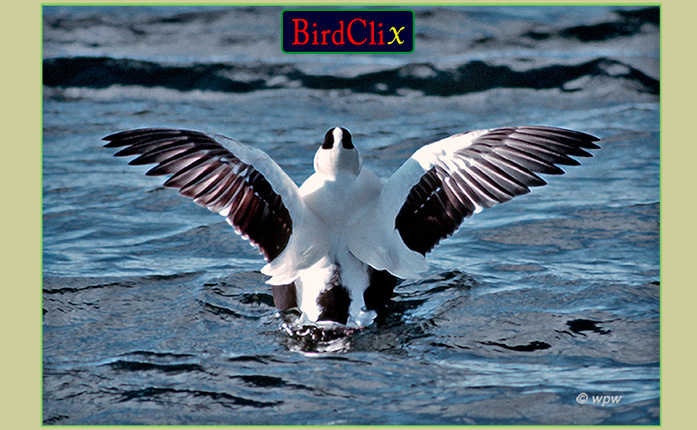 <Photo from behind of a beautifullly feathered Common Eider spreading its wings>