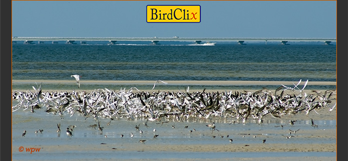 <Image of Gulls and Terns mingling with a scoop of Black Skimmers at a beach in SW Florida>
