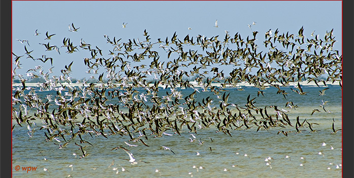 <A large scoop of Black Skimmers in flight>