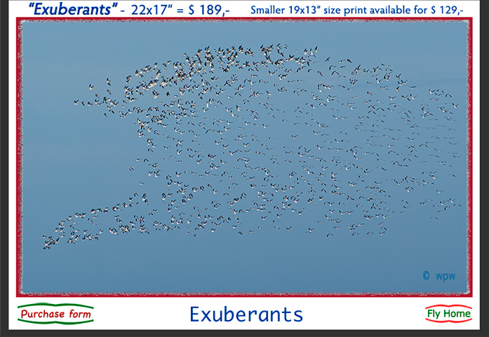 <Wolf Peter Weber's FAVORITE SELECTION image of hundreds of Black Skimmers in flight, titled "Exuberants".>
