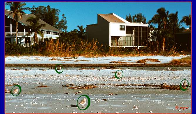 <Snowy Plovers on Sanibel Island, Florida. Page 1 of five page report with 13 photographs by Wolf Peter Weber. Adult protecting chick. Beach nesting, exposed eggs in sand. Fighting competitors. Habitat and survival issues regarding the species, "endangered" in Florida.>