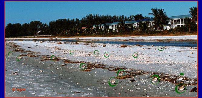 A congregation of some 13 Snowy Plovers visible, plus a few resting behind shells, etc. 