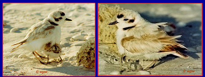 <2 photos of Snowy Plover chick taking cover under adult wings>