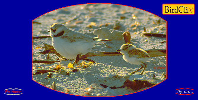 <Picture of adult and juvenile Snowy Plover at the beach>