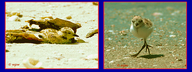<2 photos of Snowy Plover's survival tactics at the beach>