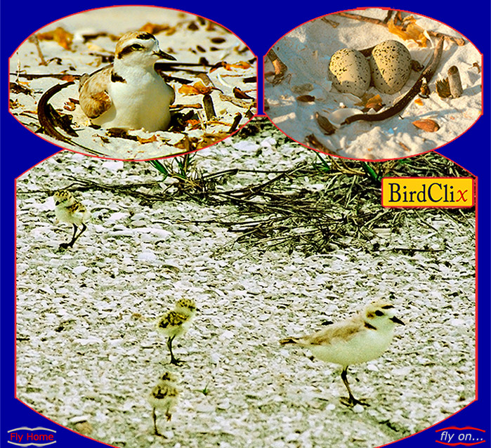 <2 photos of Snowy Plover breeding plus1 parent with 3 fledglings>