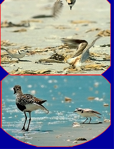 <2 pictures showing defensive agressive behaviour by Snowy Plovers>