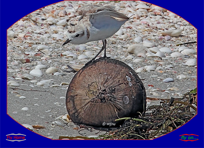 <Image by Wolf P. Weber of a snowy plover bird getting a view from on high of a coconut at a Sanibel Island beach>
