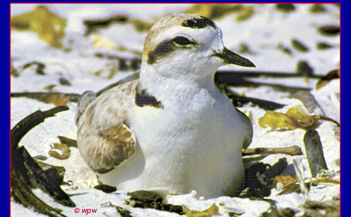 <Close up photo by  Wolf P. Weber of a breeding Snowy Plovers along a beach on Florida's Sanibel Island>