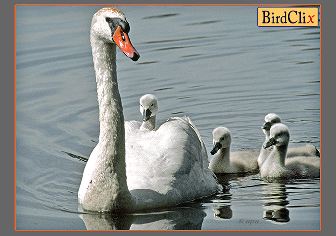 <A protective swan with 4 chicks, 1 back riding>