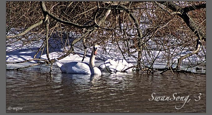 <Picture of a companion Swan holding death watch of his mate>