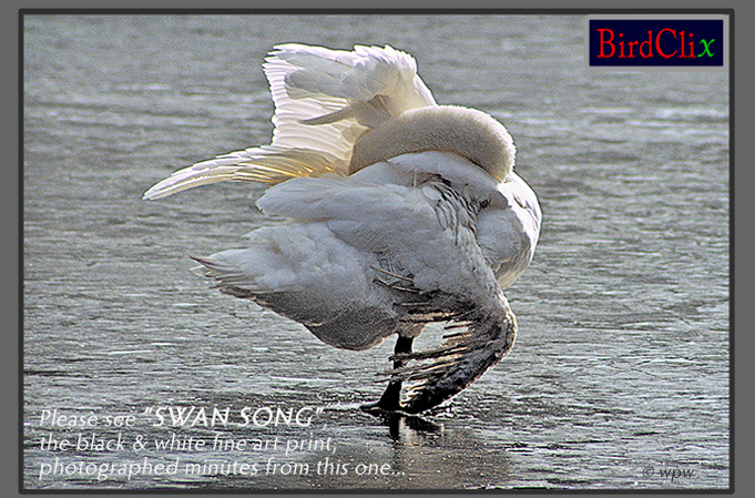 Image by &copy; Wolf P. Weber  of dying Swan on ice