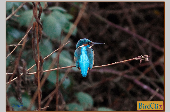 <Back view photo by Wolf Peter Weber, with head profile of a flashy little Eisvogel or River Kingfisher on a branch>