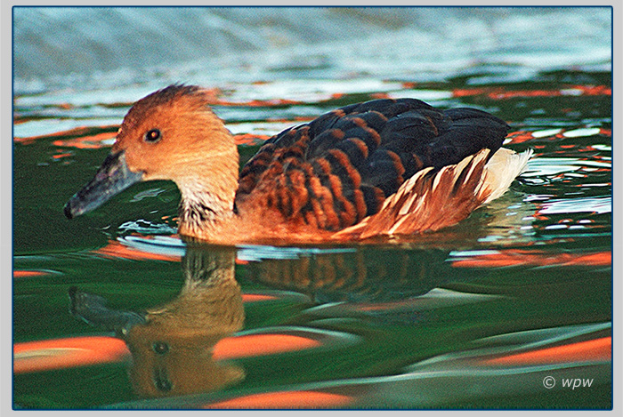 <Beautiful late afternoon sun photograph by  Wolf P. Weber of a paddling Fulvous Whistling duck>