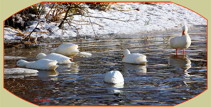 <Image by © Wolf Peter Weber of 5 domestic Little White Ducks with a white Mallard>